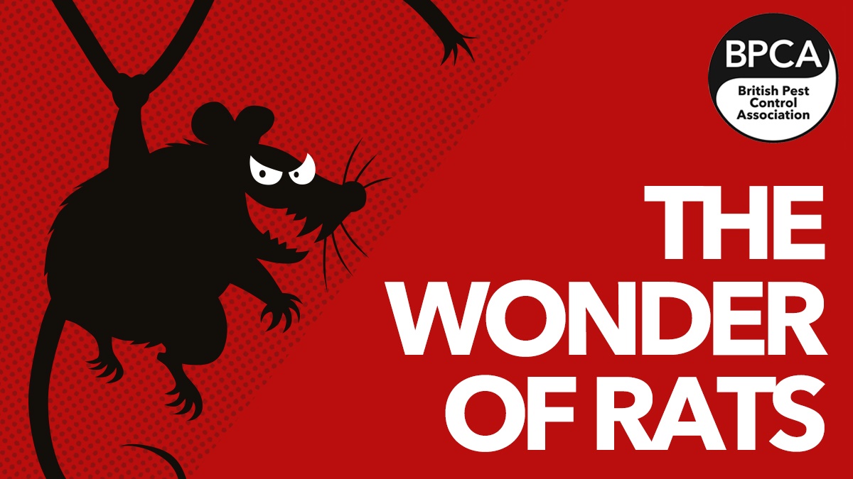 wonder rats hero wonder rats hero